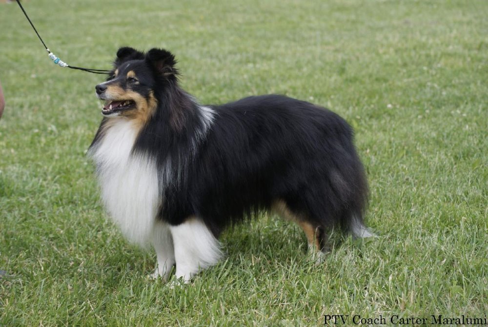 Coach Carter Maralumi